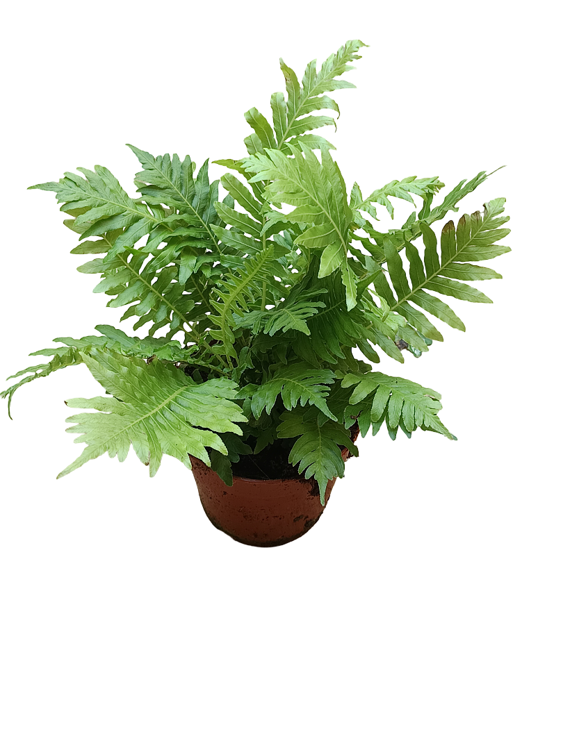 Helecho Silver Lady Planta De Interior Ø10_0