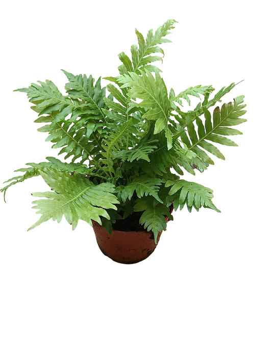 Helecho Silver Lady Planta De Interior Ø10_0