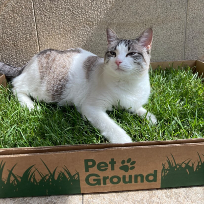 Petground, Arenero Para Gatos, Cama De Césped Natural, Hierba Gatera, Alfombra Olfativa S: 62 X 40 Cm_3