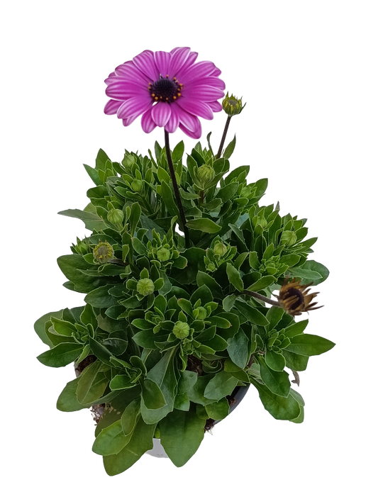 Dimorphoteca Flor Rosa Planta De Flor Ø14_0