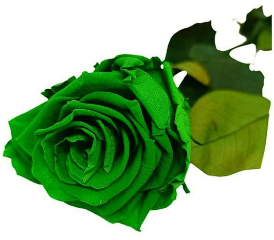 Mundo Eterno Rosa Preservada Verde 25cm_0