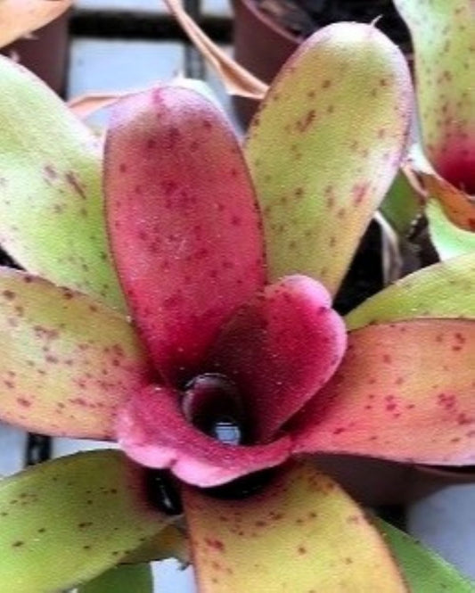Neoregelia 'Narzis'; bromelia colorida, apta para terrarios; Curiosarium; altura 10 cm, diámetro 10 cm, sin sustrato_0