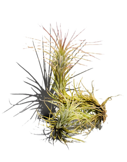 Tillandsia funckiana; tilandsia palmerita, planta del aire; Curiosarium; altura 10-12 cm, diámetro 6-8 cm_2