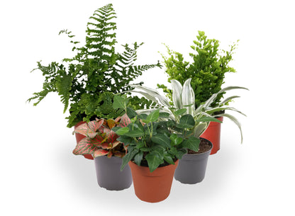 Pack De 10 Plantas De Interior M9_2