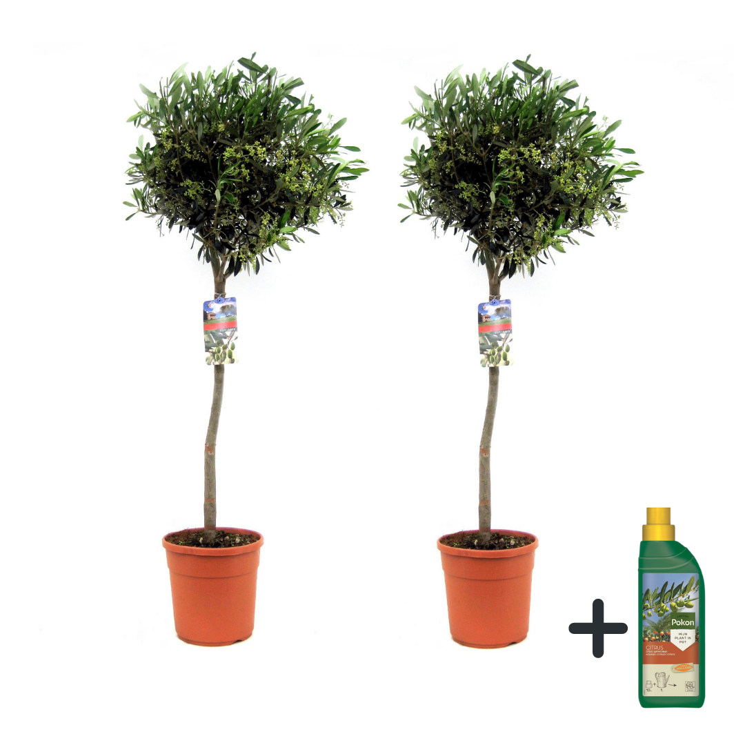 Olivo - 2 Pzs - Olea Europaea - Altura 90-100cm - ⌀21cm_0