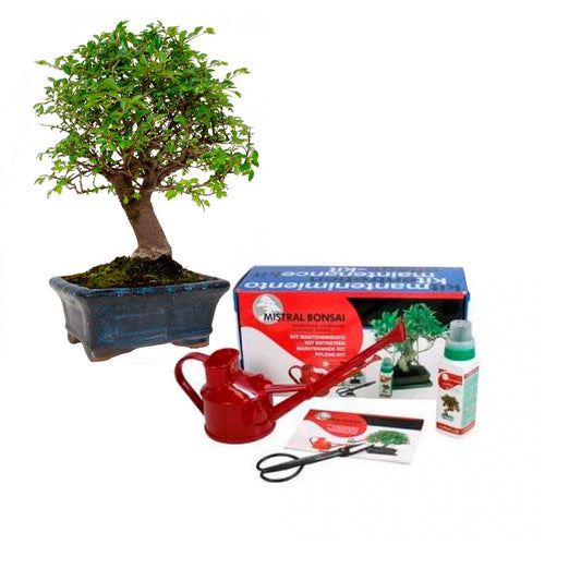 Pacote de iniciação básico para bonsai Zelkova parvifolia, 5 anos