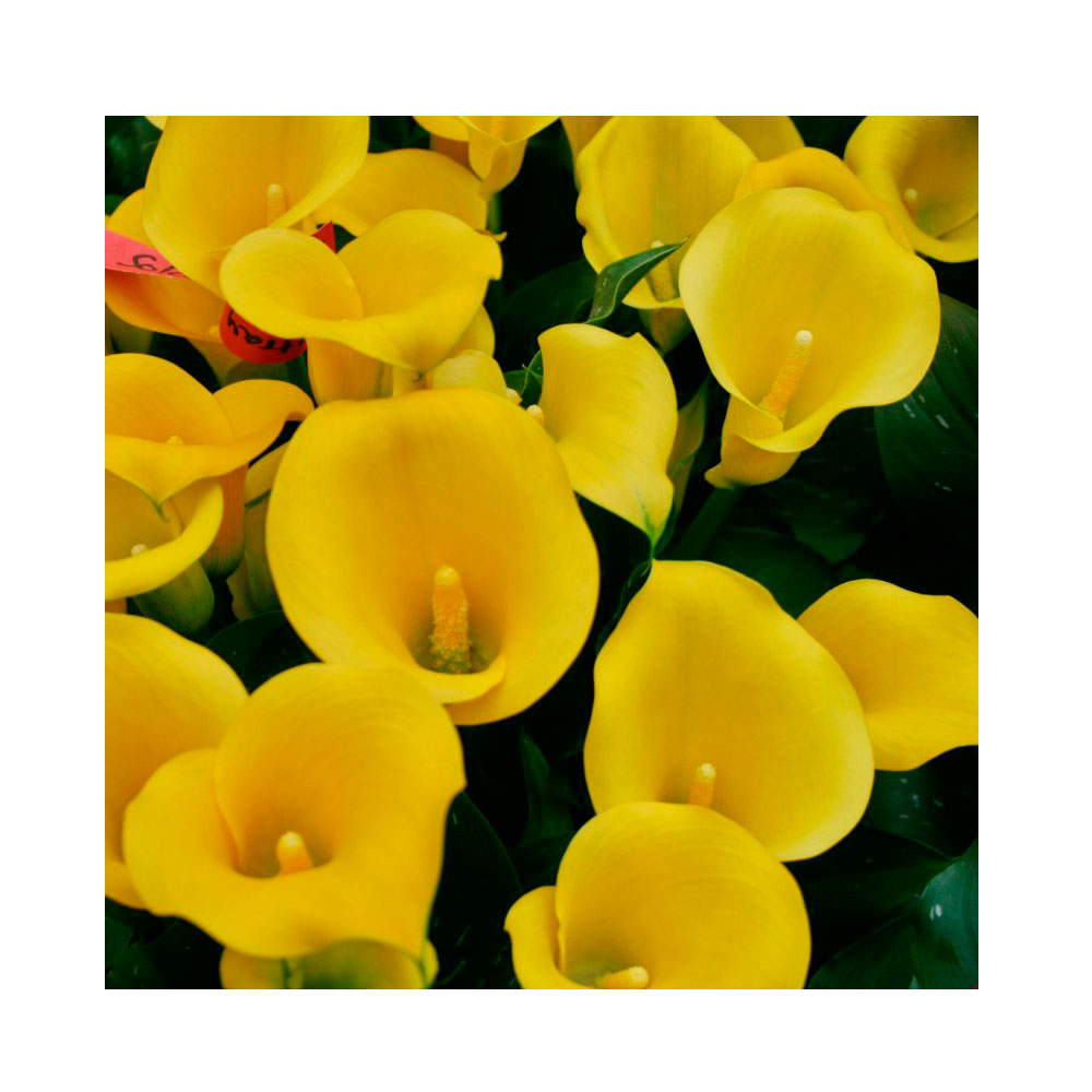 1 Bulbo De Zantedeschia Amarilla Variedad Solo_0