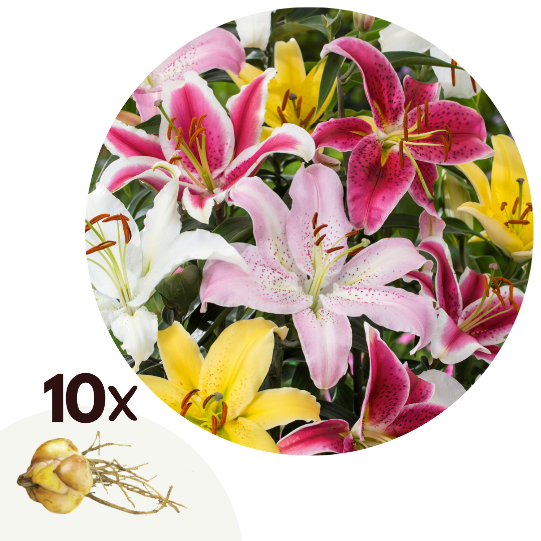 Lirio - 10 Pzs - Lilium Orientalis - Cepellones_0