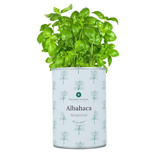 Kit de cultivo de manjericão aromático Planeta Huerto
