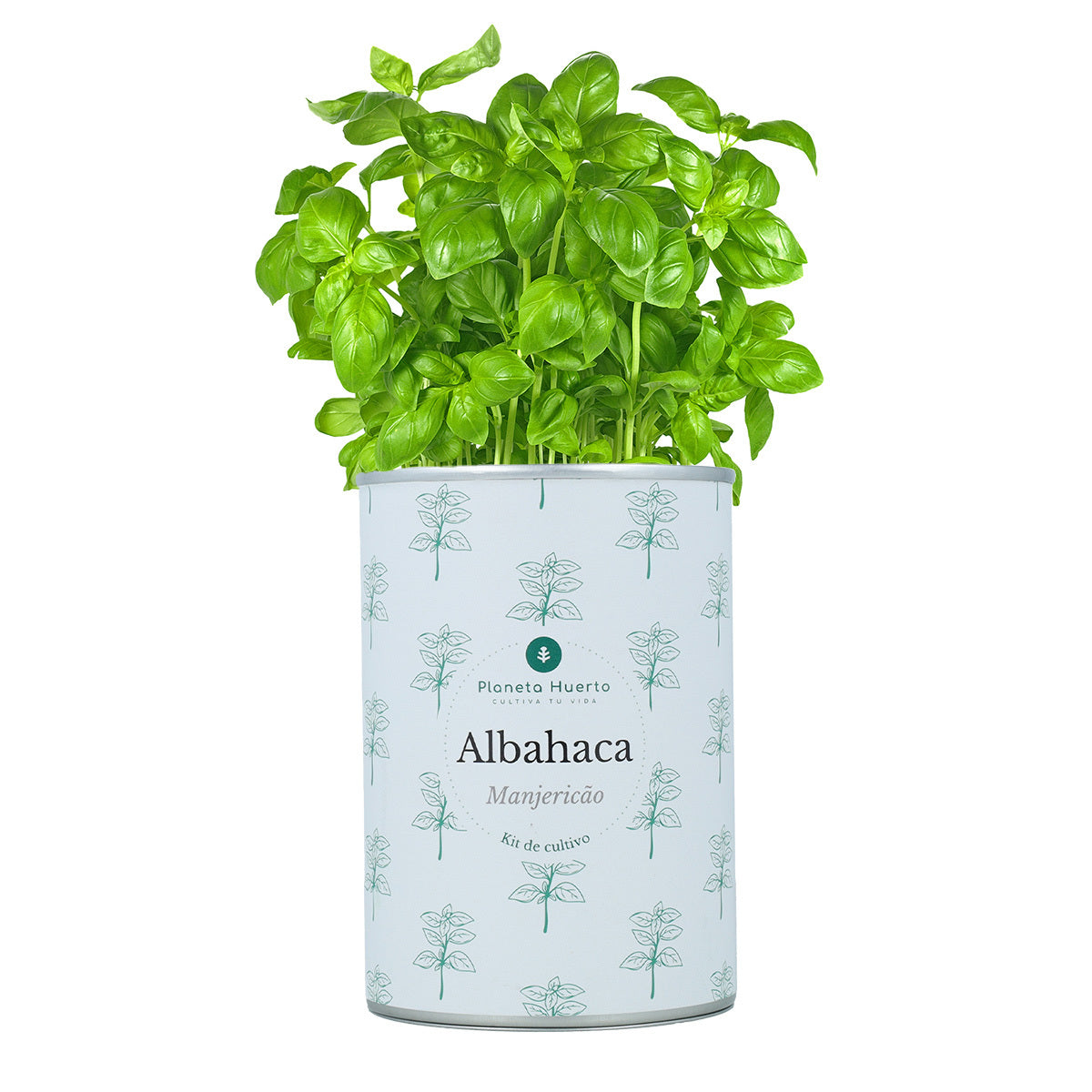 Kit de cultivo de manjericão aromático Planeta Huerto