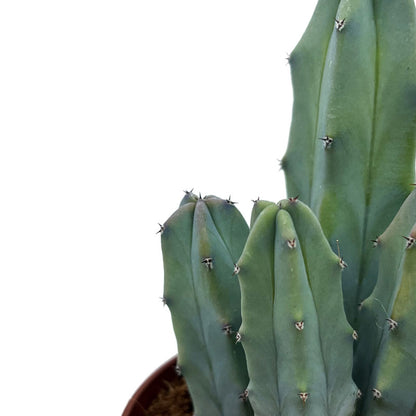 Myrtillocactus-geometrizans Cactus Y Suculentas M8,5 cm Ø_2
