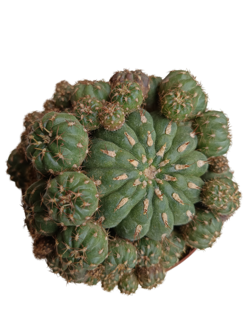 Matucana Polzii Llena De Hijos Planta Suculenta Cactus Ø13_0
