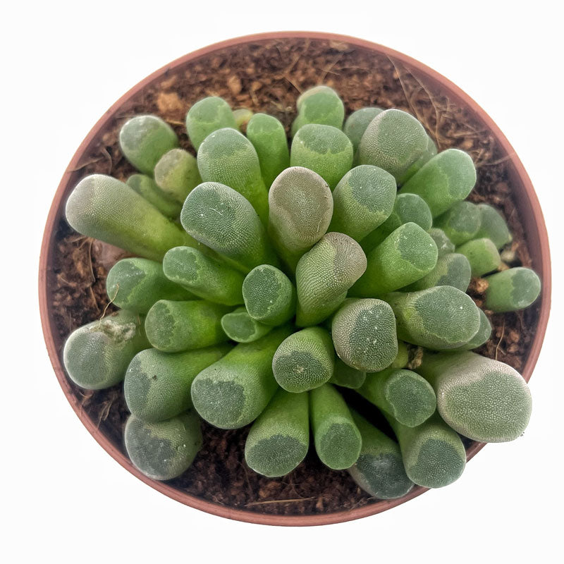 Frithia Pulchra Cactus Y Suculentas M8,5 cm Ø_1