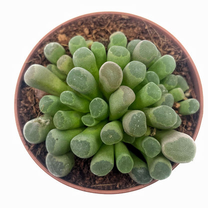 Frithia Pulchra Cactus Y Suculentas M8,5 cm Ø_1