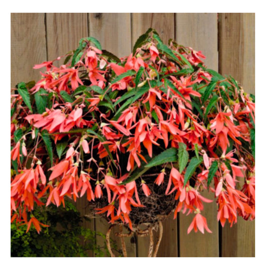 1 Bulbo De Begonia Bertinii Boliviensis 'san Francisco'  Planta De Flor_0