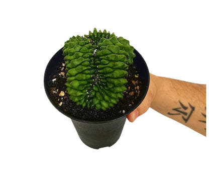 Gymnocalycium Spineless M12_1