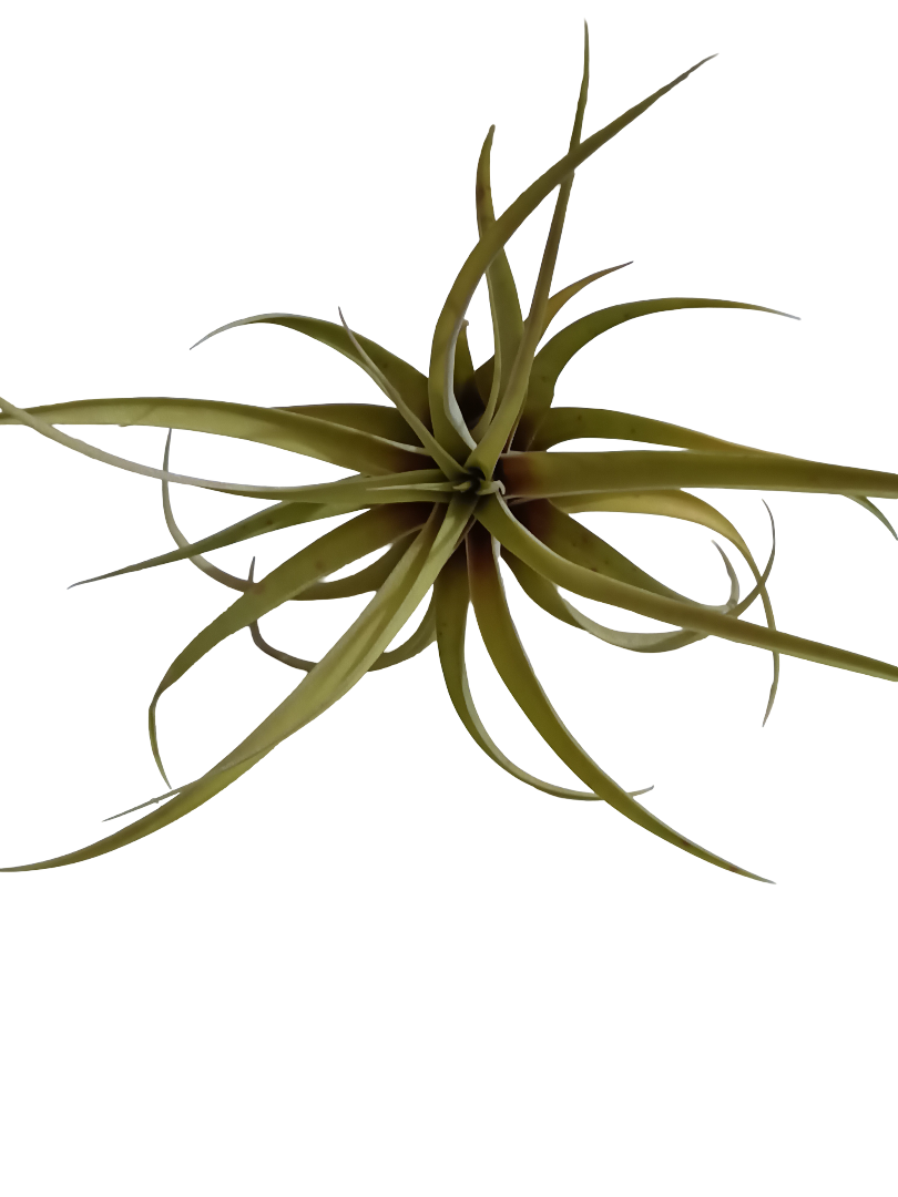 Tillandsia Capitata Peach Melocoton Planta Natural Clavel Del Aire_0