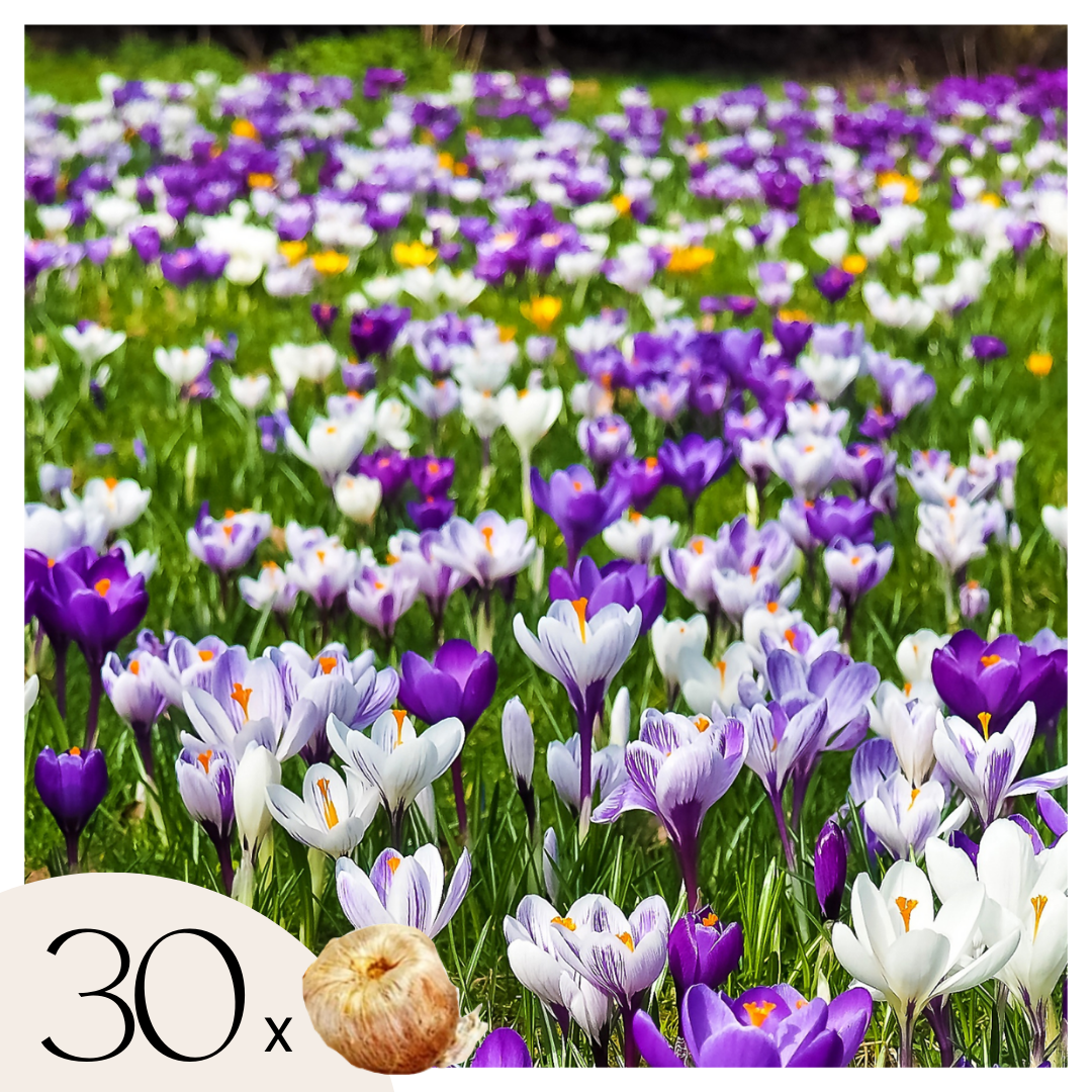 Bulbos De Crocus - 30 Pzs - Crocus 'large Flowering Mix' - Bulbos De Flores_0