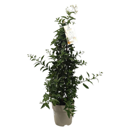 Solanum Jazminoides Piramidal M17_0