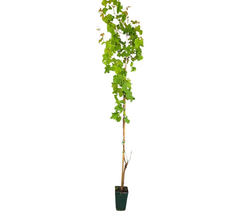 Parra Rosa M17 180-200cm_0