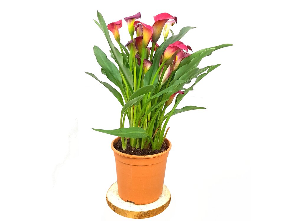 Calla M17 Lirio Colores_1