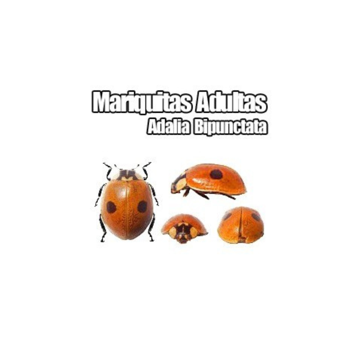 Joaninha-de-duas-manchas (Adalia bipunctata) 25 unidades