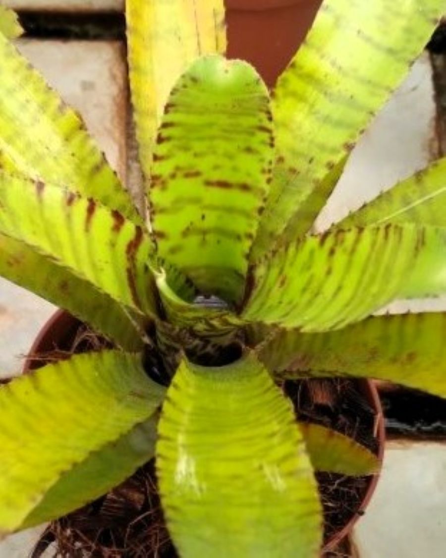 Neoregelia ampullacea 'Clone'; bromelia vistosa; Curiosarium; altura 25 cm, diámetro 15-20 cm, sin sustrato_0