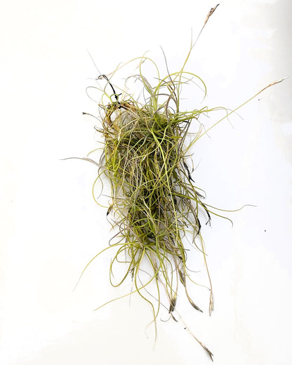 Tillandsia mallemontii; planta del aire enmarañada, flores fragantes; Curiosarium; altura 15-35 cm, diámetro 10-15 cm_2