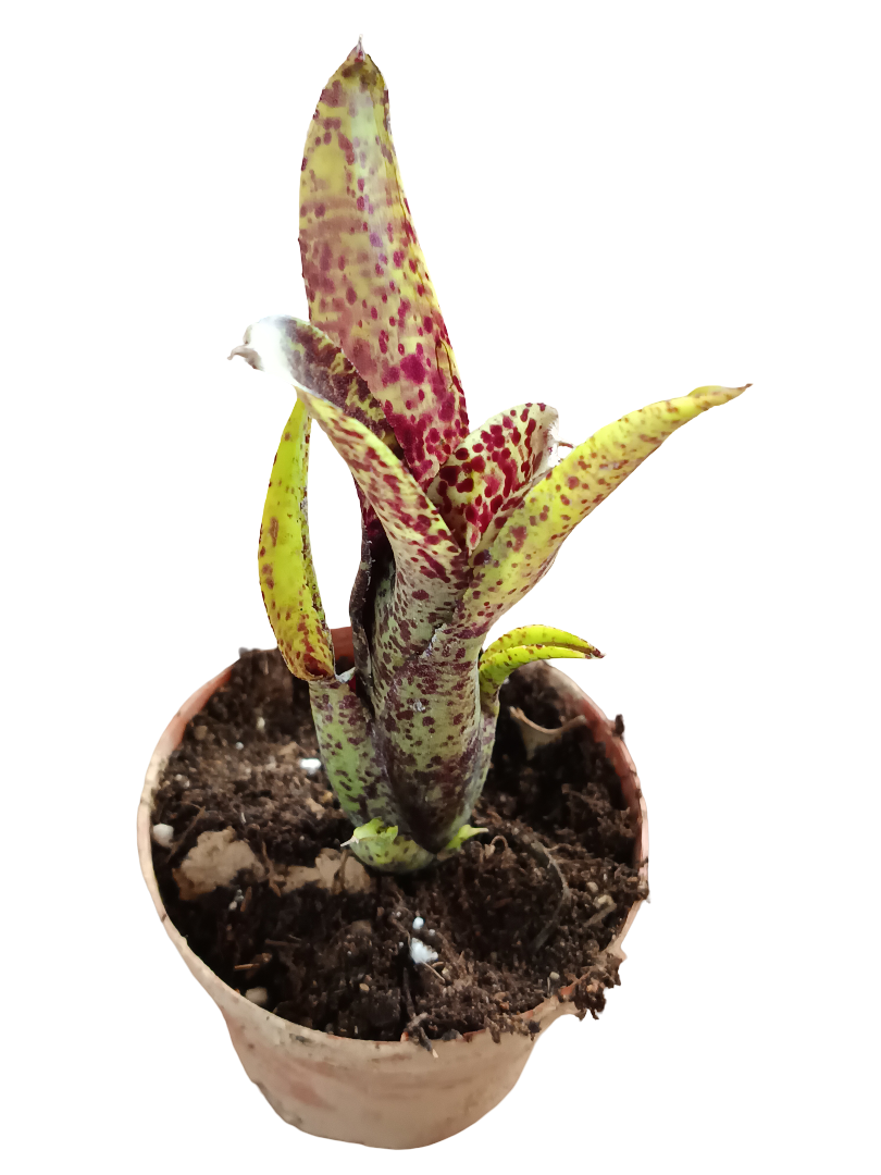 Neoregelia Ounce Of Purple Planta Bromelia Para Terrarios E Inteior_0