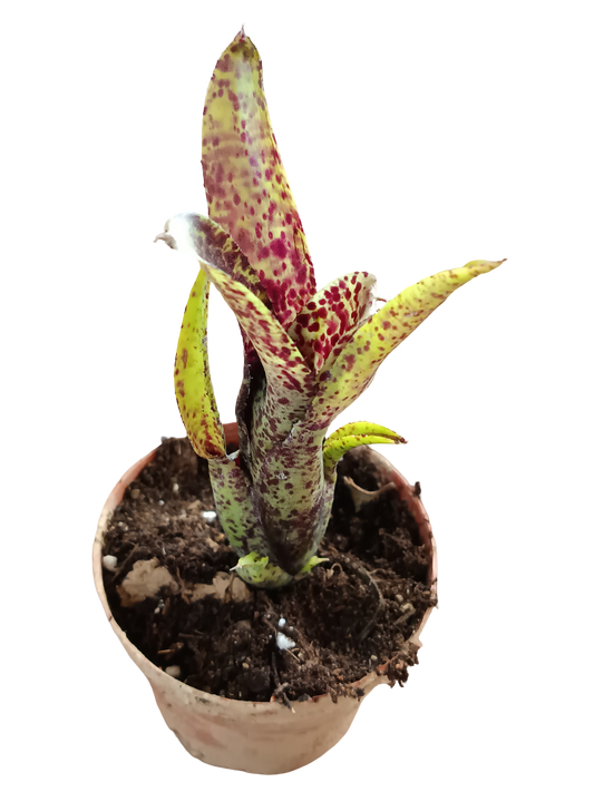 Neoregelia Ounce Of Purple Planta Bromelia Para Terrarios E Inteior_0