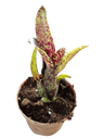 Neoregelia Ounce Of Purple, Bromélia Para Terrários E Ambientes Interiores