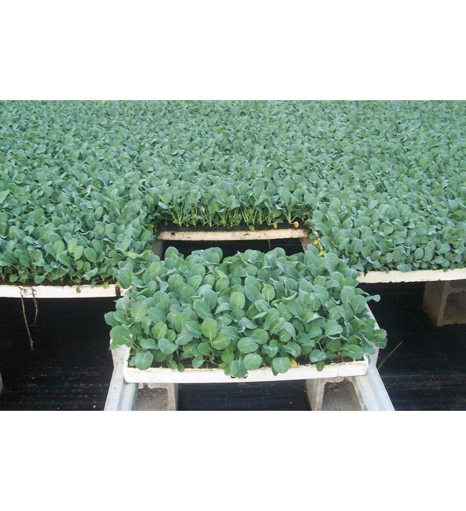 Plantón Brócoli (10 Unidades)_2