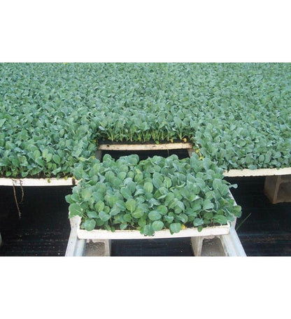 Plantón Brócoli (10 Unidades)_2