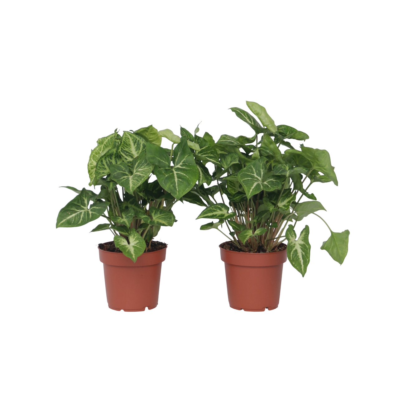 Planta Cabeza De Flecha - 2 Pzs - Syngonium 'pixie' - Altura 25-40cm - ⌀12cm_0