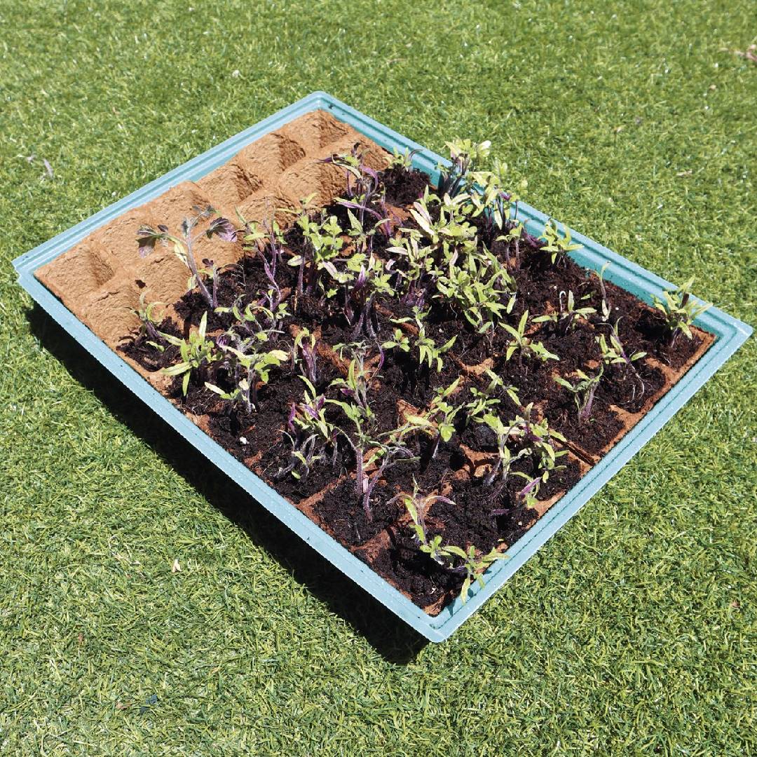 Kit de Plantação Planeta Huerto