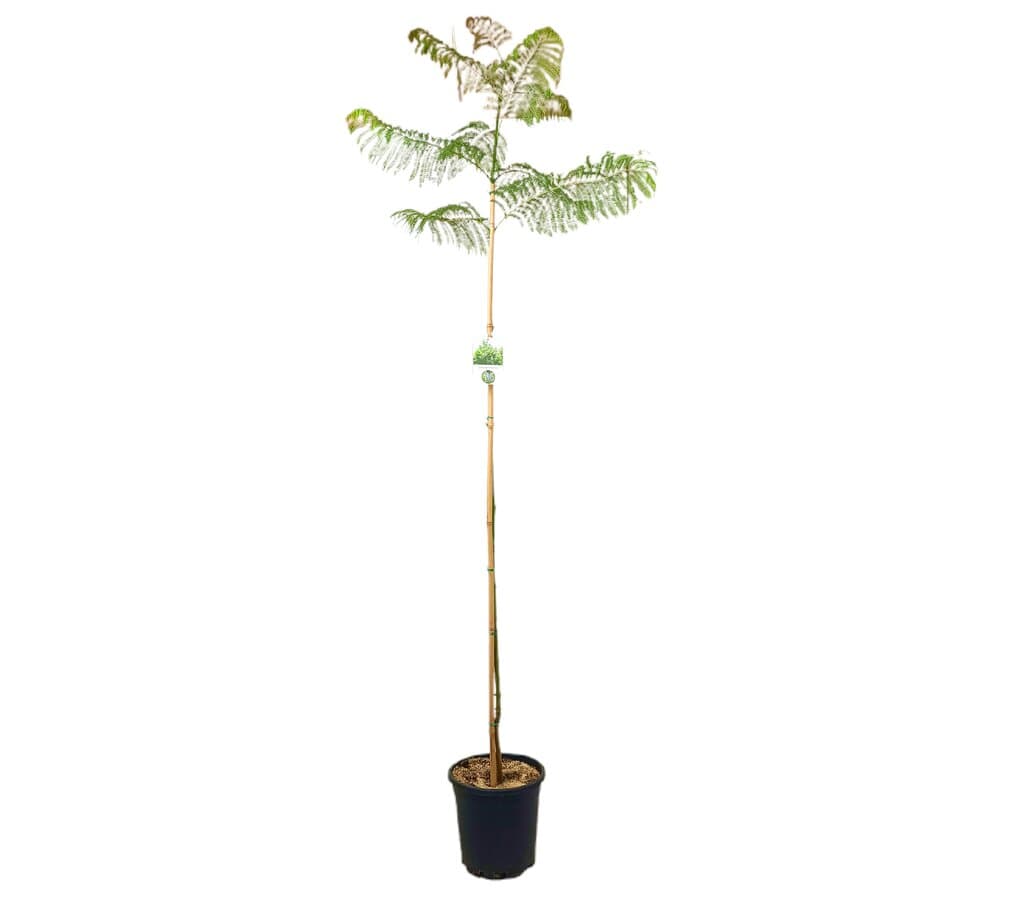 Jacaranda Mimosifolia M30 190-210cm_0