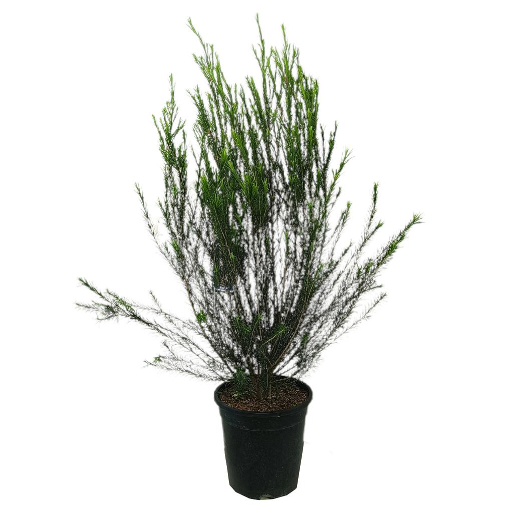 Melaleuca Linariifolia M25 80-100cm (nieve En Verano)_0