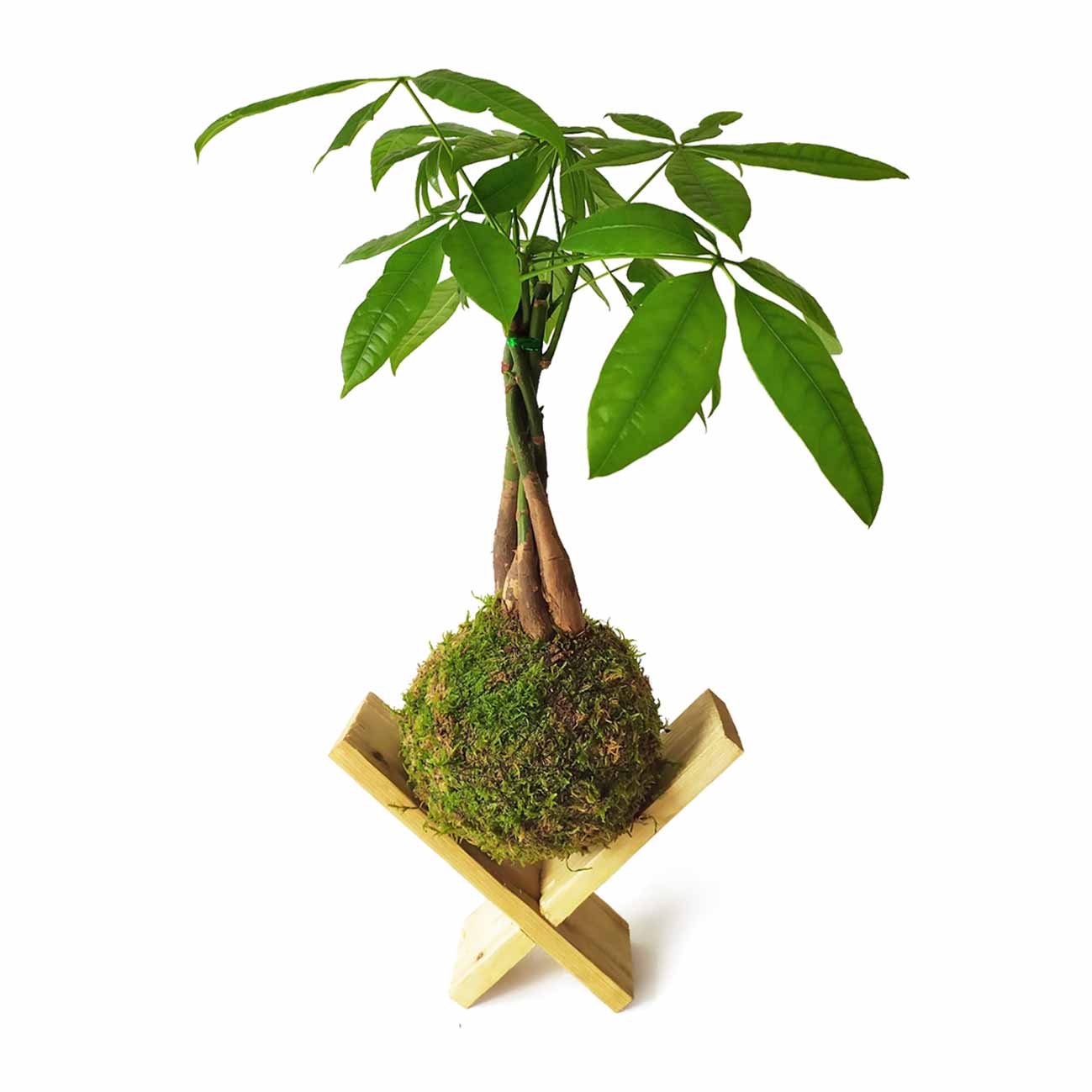 Pachira En Kokedama_1