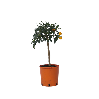 Naranjo Enano - Citrus Microcarpa Fortunella 'kumquat' - Altura 50-60cm - ⌀19cm_0