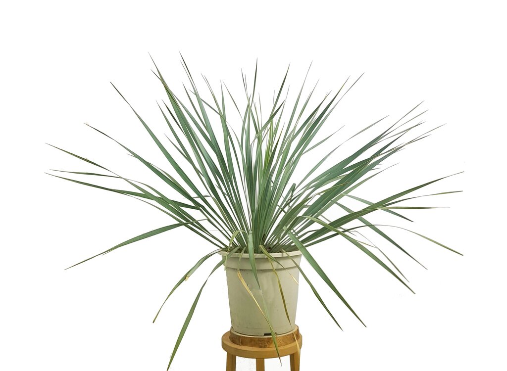 Yucca Rostrata M24 70cm_0