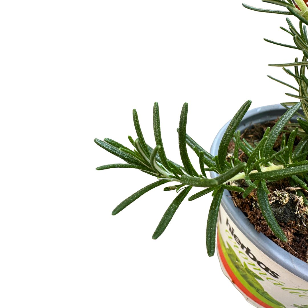 Romero Rastrero Planta Ornamental Para Jardines Y Macetas (rosmarinus Officinalis Prostratus) Maceta 11cm_1