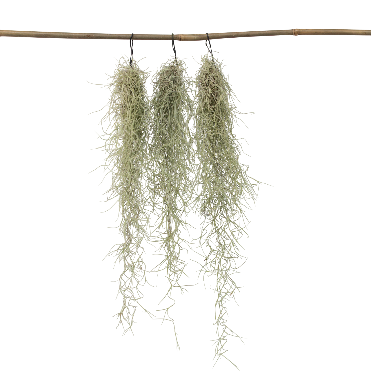Claveles De Aire - 3 Pzs - Tillandsia Usneoides - Altura 25-40cm - ⌀5cm_0