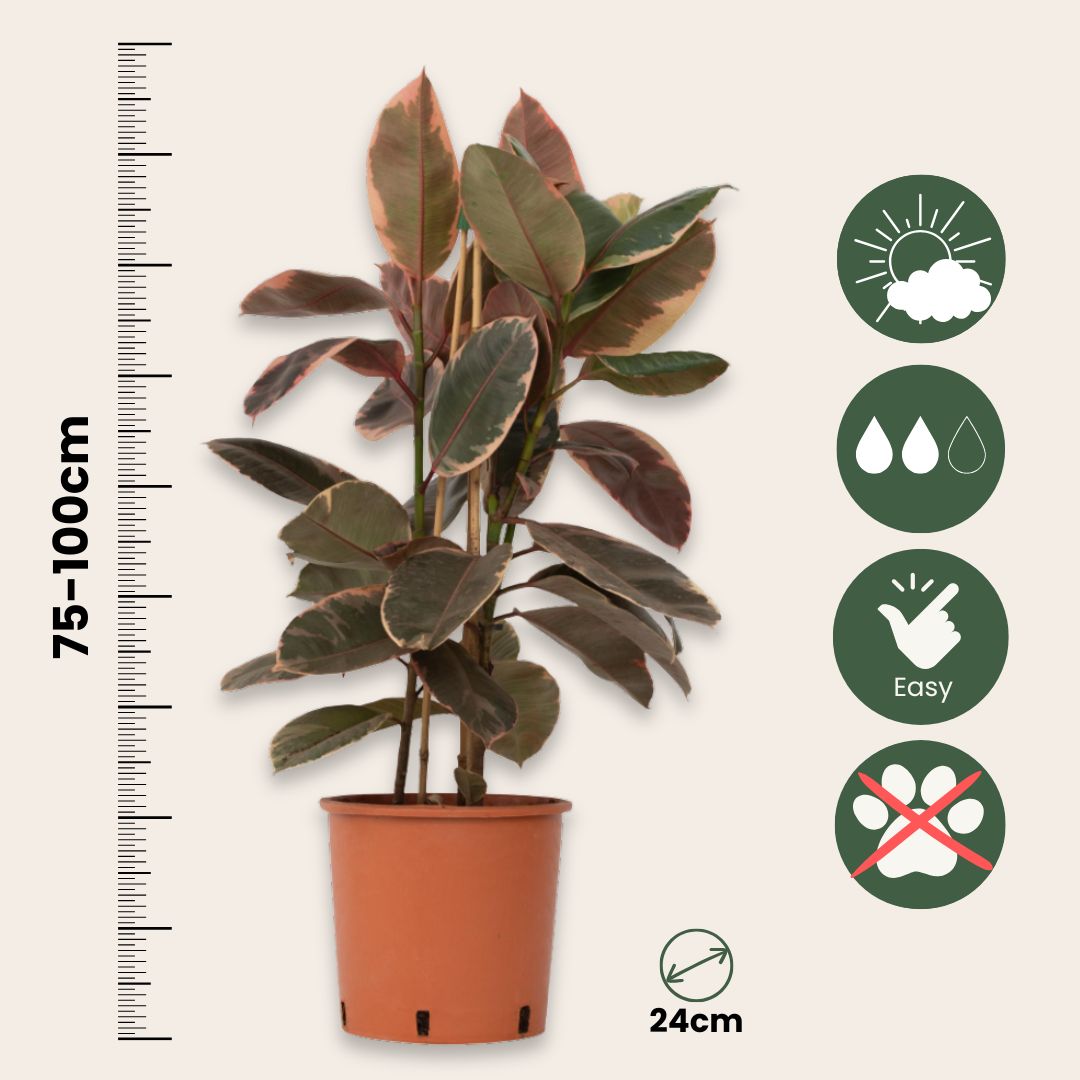 Higuera Cauchera - Ficus Elastica 'belize' - Altura 75-100cm - ⌀24cm_2