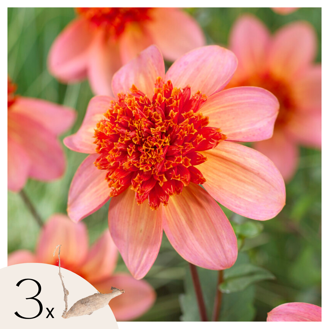 Tubérculos De Dalia - 3 Pzs - Dahlia 'totally Tangerine'_0