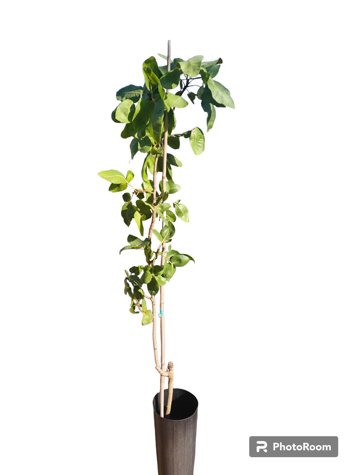 Pistacho Hembra Kerman 60cm Maceta_0