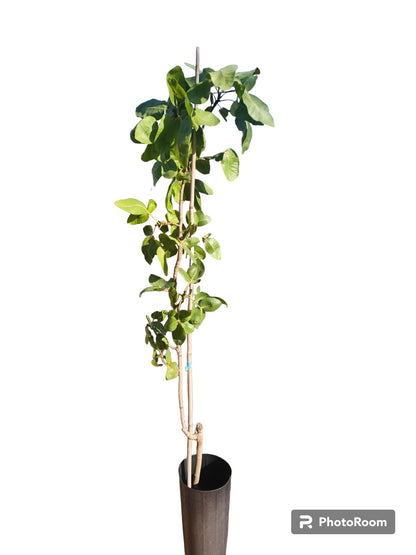Pistacho Macho Peter (ucb) 60cm Maceta_0