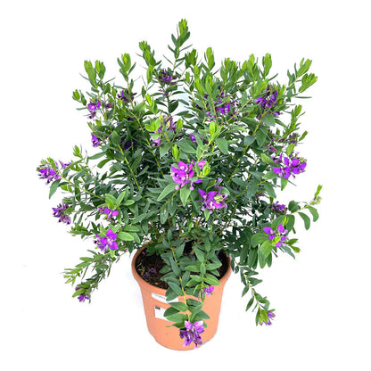 Polygala Myrtifolia M25 70cm (lechera Del Cabo)_0