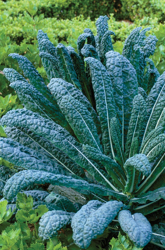 Semillas De Col Kale Nero Di Toscana Ecológicas Biodinámicas Demeter_0