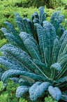 Sementes De Couve Kale Nero Di Toscana Orgânicas Biodinâmicas Demeter