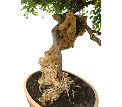 Bonsái Zelkova Parvifolia Roca 35 Años (olmo Japonés)_2